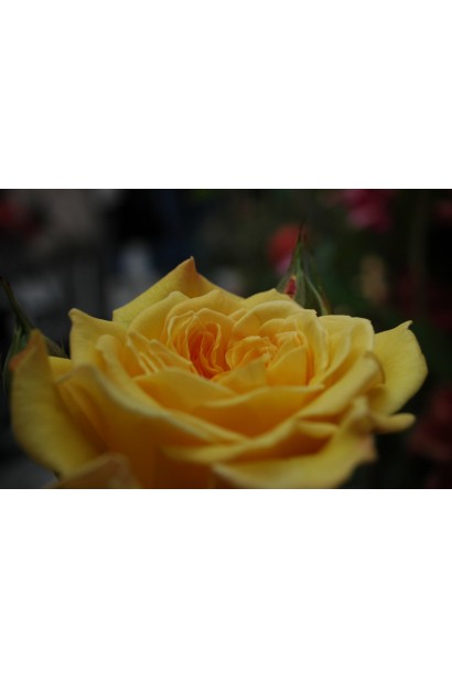 Троянда Дженероса Жоель Маруані